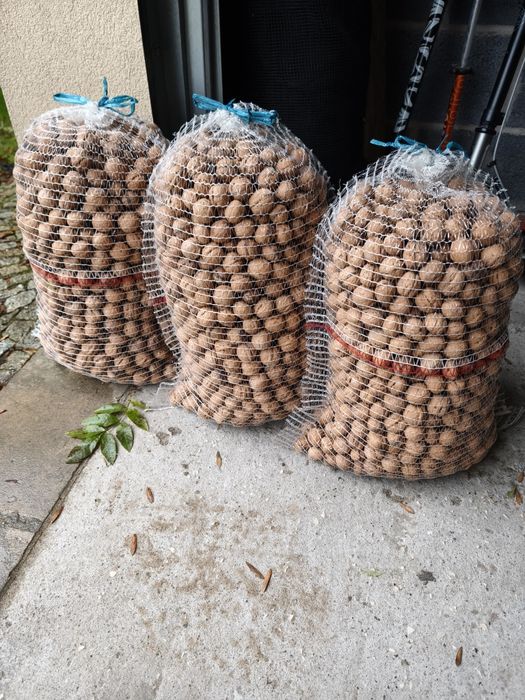 Orzechy włoskie 2024