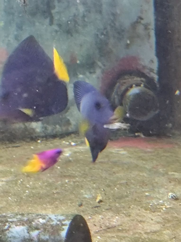 Zebrasoma xanthurus