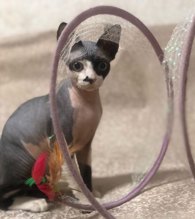 Кошеня Девон рекс