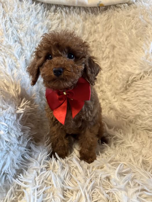 Piesek pudel miniaturowy toy red rodzice mają badania genetyczne