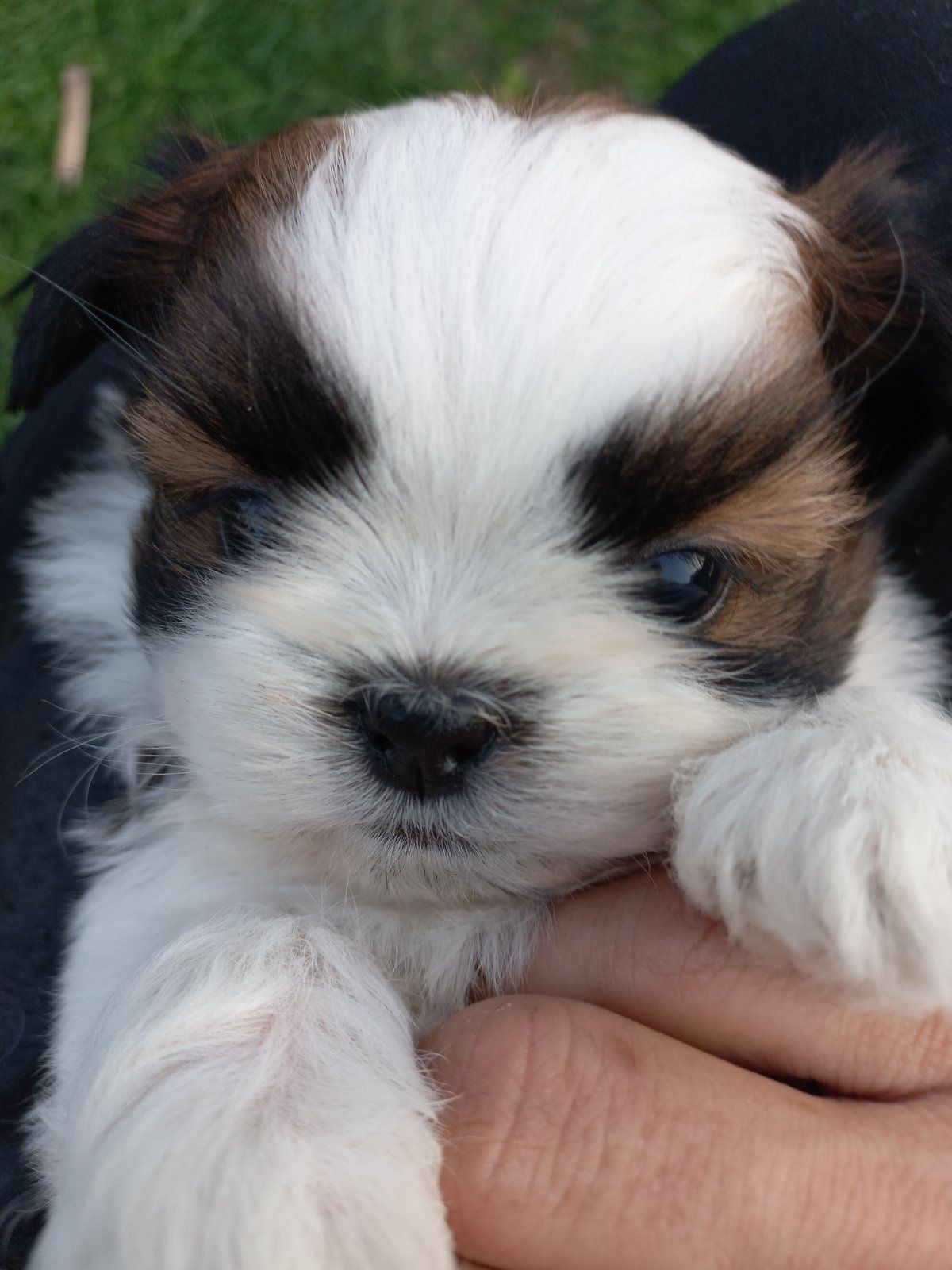 Shih tzu szczeniak  piesek