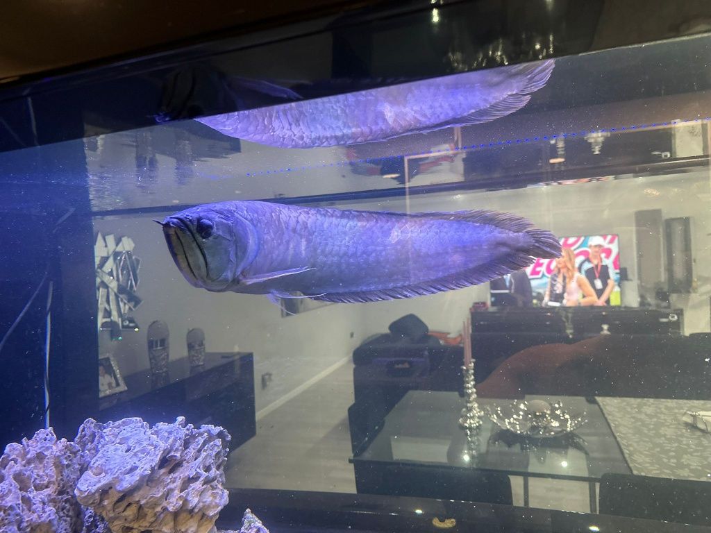 AROWANA  com cerca 60cm