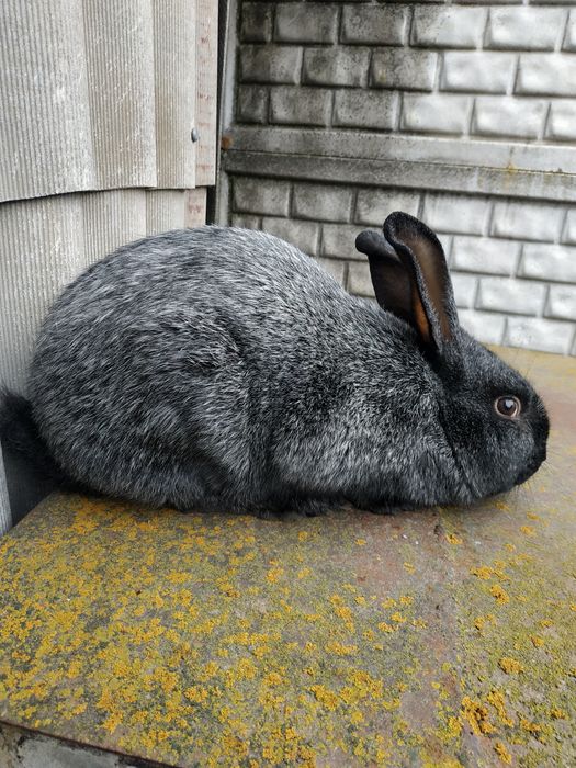 Продам кролі Полтавське срібло