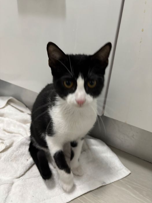 Gato macho carinhoso e esterilizado