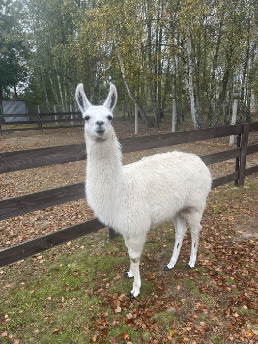 Samiec lama młody