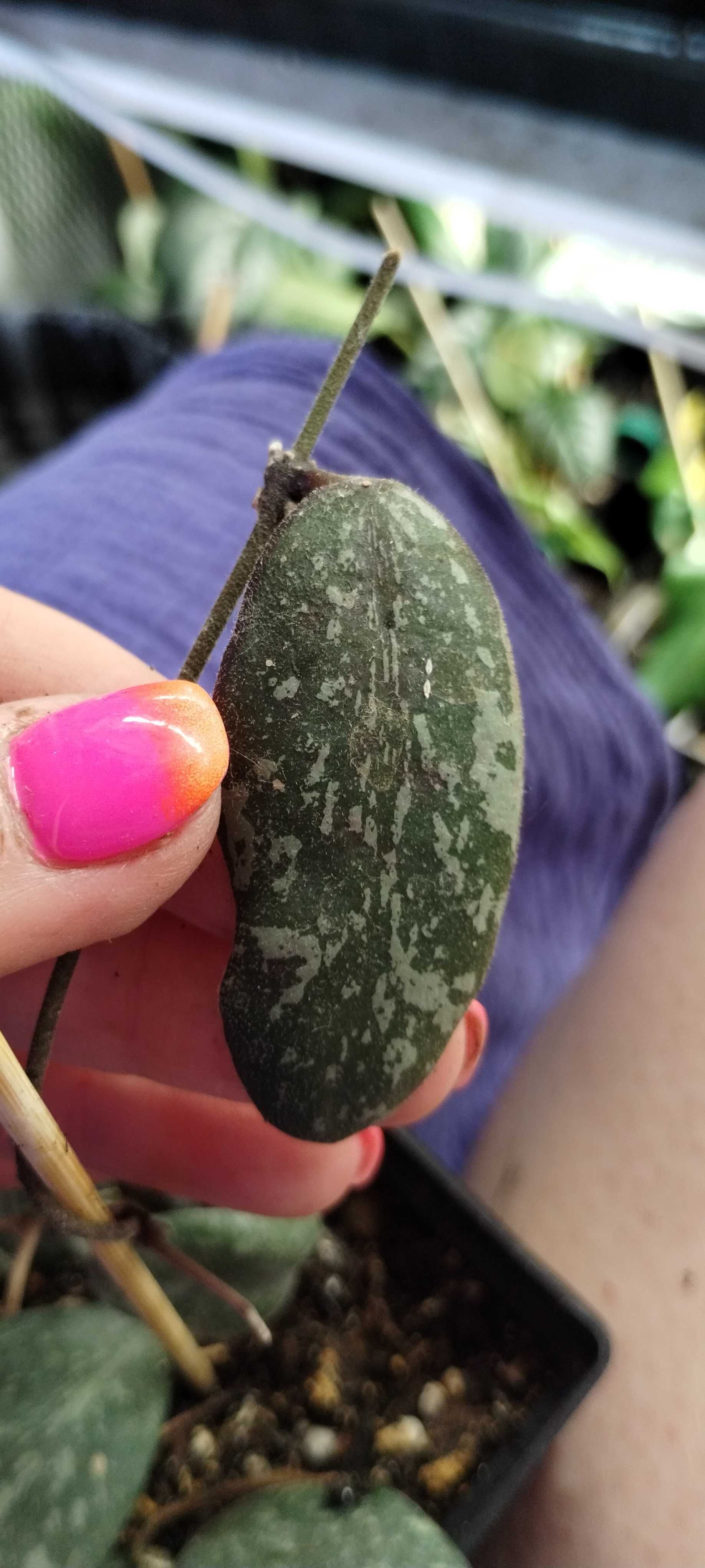 hoya sigillatis-1liścienny cięty pęd
