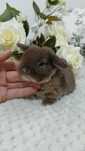 Mini lop króliki karzełek miniaturka baranek