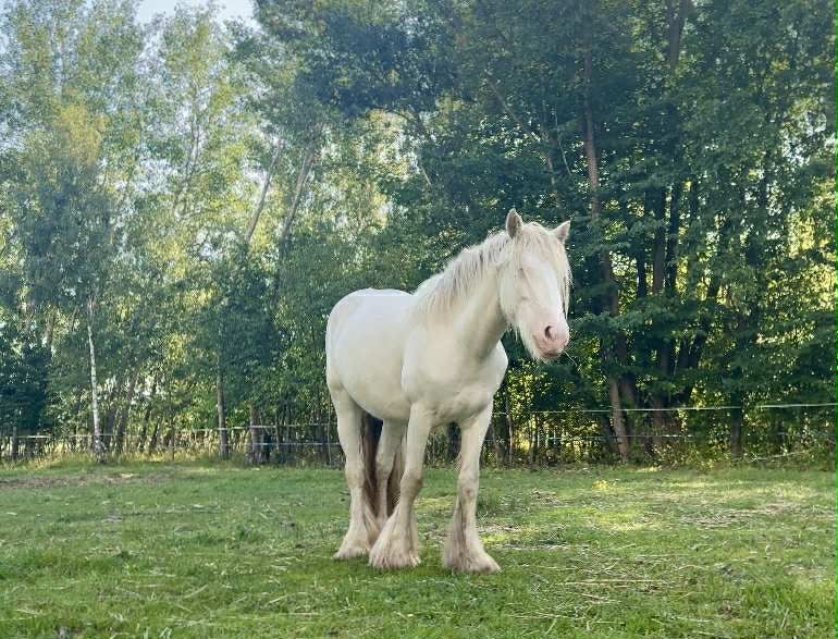 Klacz Tinker/Gypsy cob do hodowlii