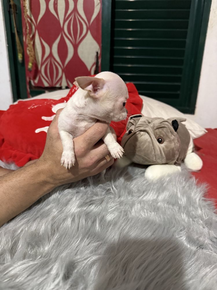 Menino Chihuahua mini mini , branquinho