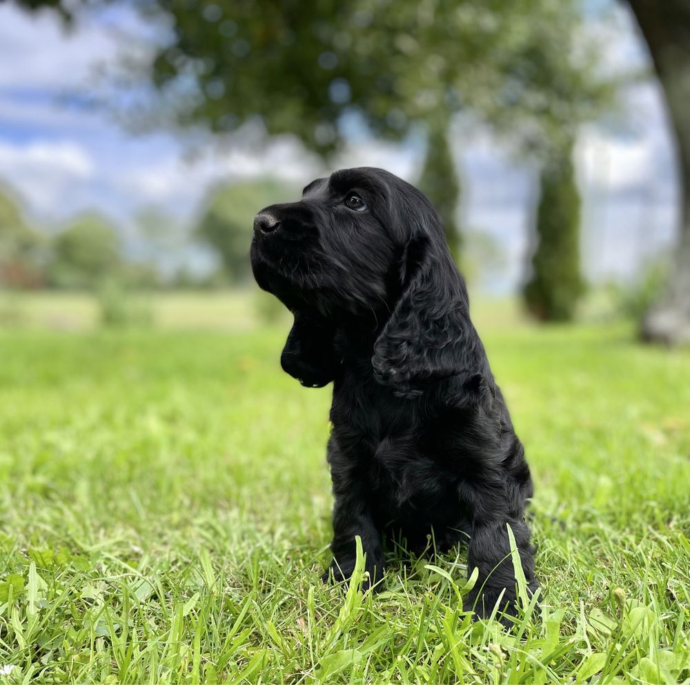 Cocker spaniel angielski szczeniak piesek