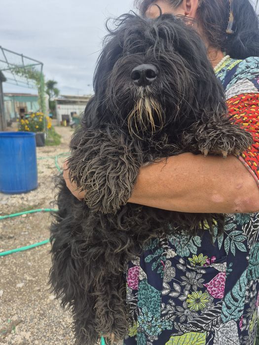 Maltipoo fêmea linda