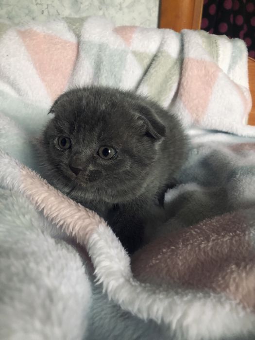 Котики вислоухие в люблячу сімʼю