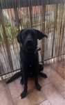 Cachorrinho 1 ano para adoçao!