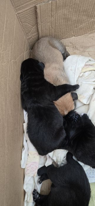 Filhotes arraçados de Labrador