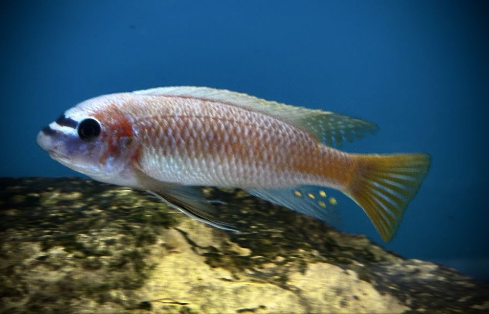 Labeotropheus simoneae Katale F1 3-4 cm , pyszczaki Malawian