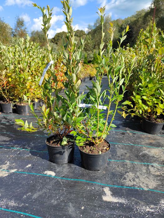 Duke !Sadzonki Borówki Amerykańskiej!4 LETNIE! Pod nadzorem Inspekcji