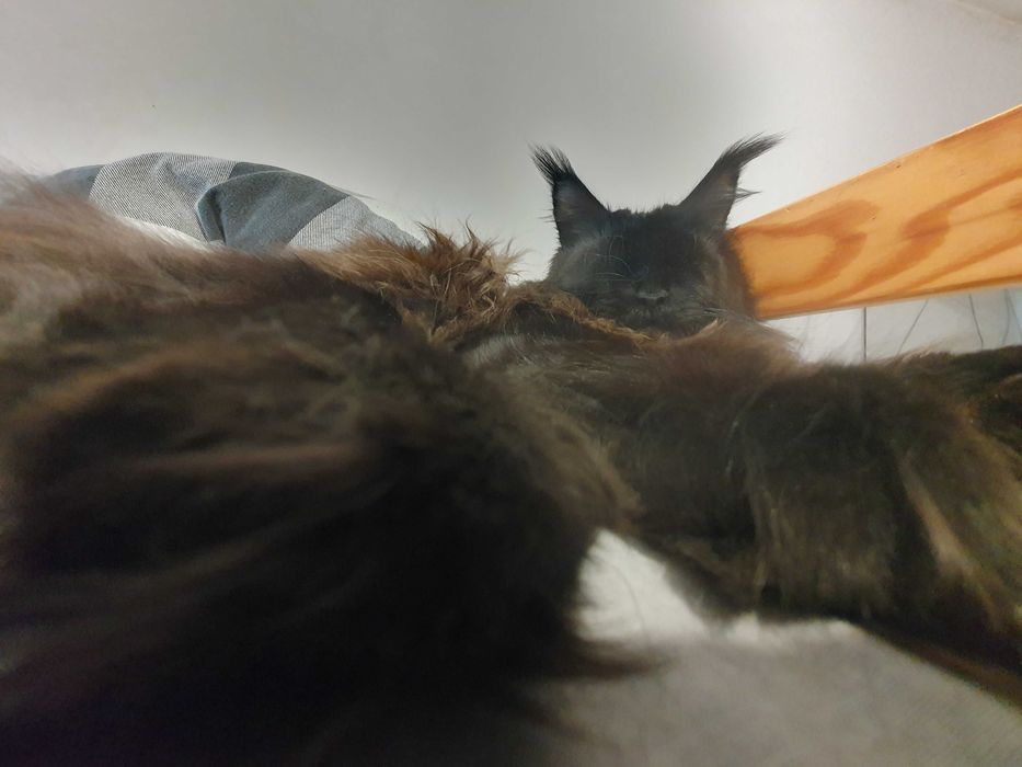 Sprzedam kotkę czarną Maine Coon
