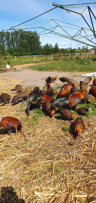 Sprzedam koguta kurę Feniks czerwony ptaki ozdobne