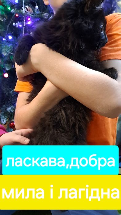 У добрі руки кошеня дівчинка