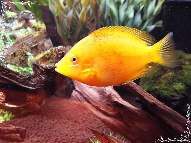 Żółtaczek Indyjski Sprzedam lub zamienię na Roślinki akwariowe