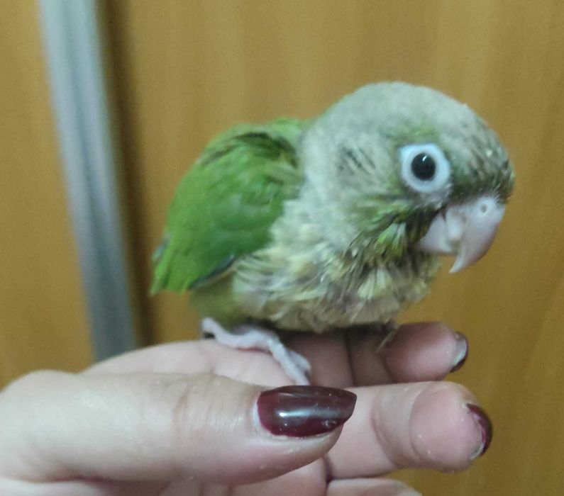 Pyrrhuras procuram novo dono