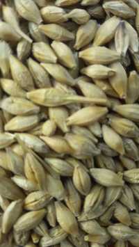 Продам ячмінь пшеницю кукурудза