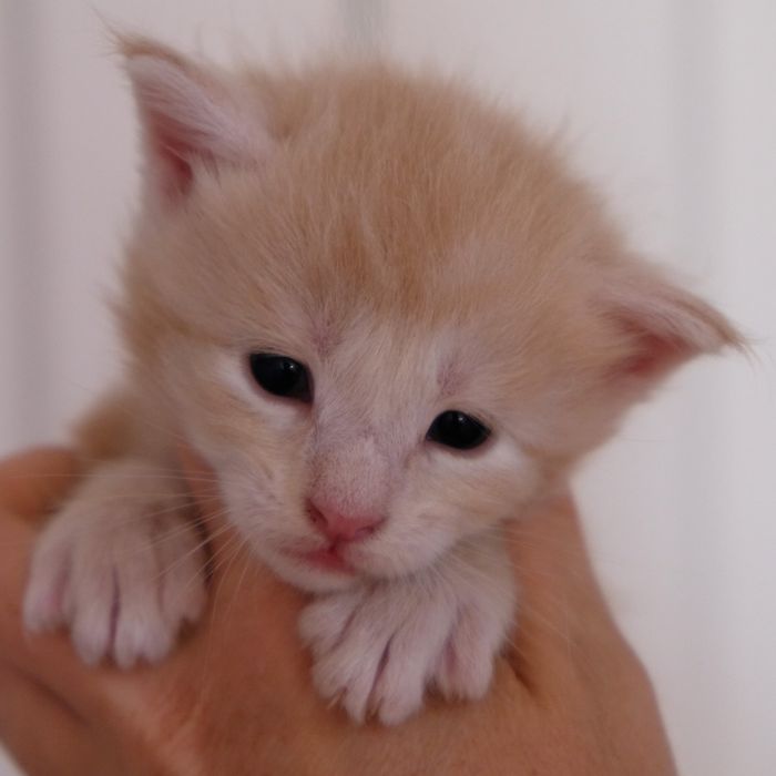 Maine coon kocur kremowy srebrzysty FPL