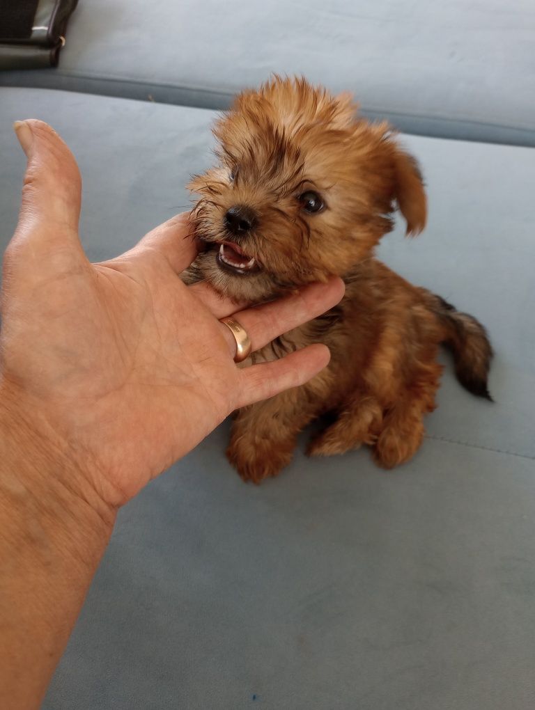 Yorkshire  terrier miniaturka   stalowo -złoty piesek