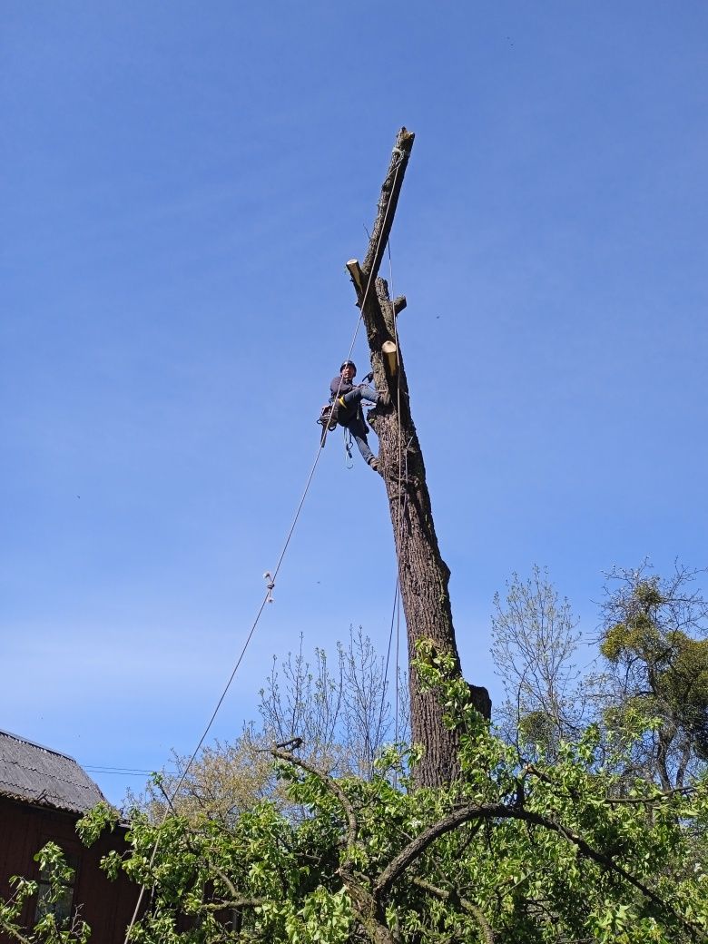 Обрізка валка дерев Спил аварійних  дерев будь- якої складності