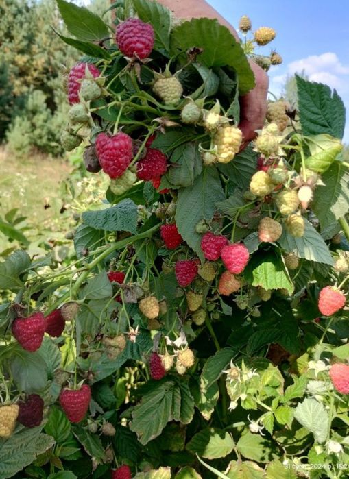 Малина Джоан Джей