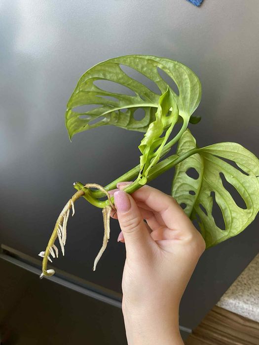 Monstera adansonii variegata regres