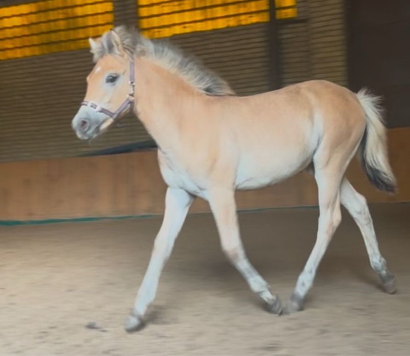 Odsadek zrebak klacz haflinger i fiord