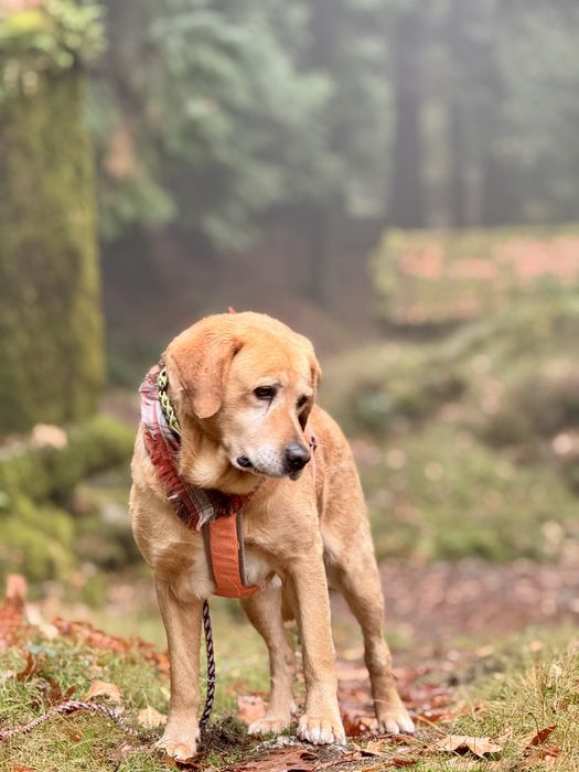 Scott - xLabrador, 7 anos