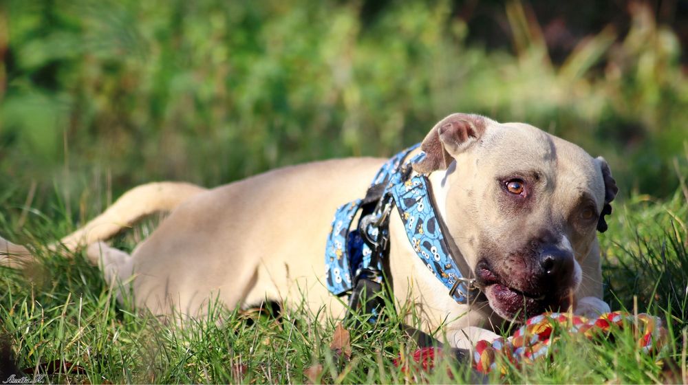 Renesme cudowna pitbullka czeka na dom