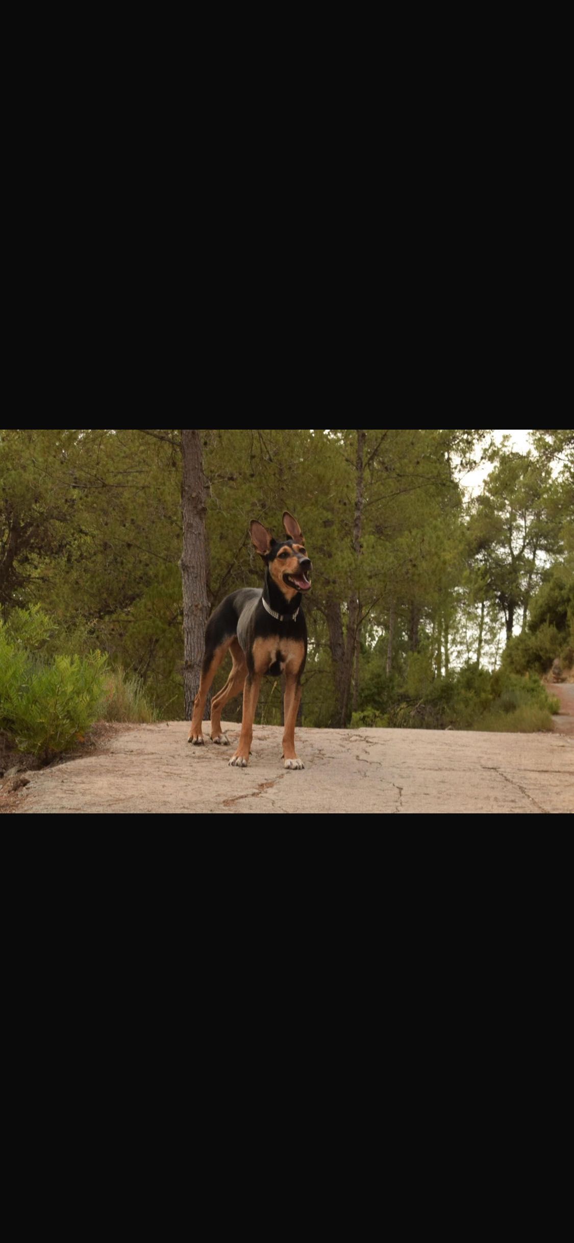 Suczka do adopcji
