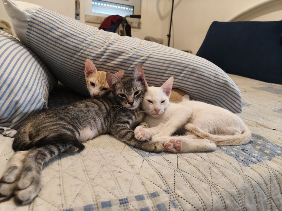Dou -se quem tratar muito amor