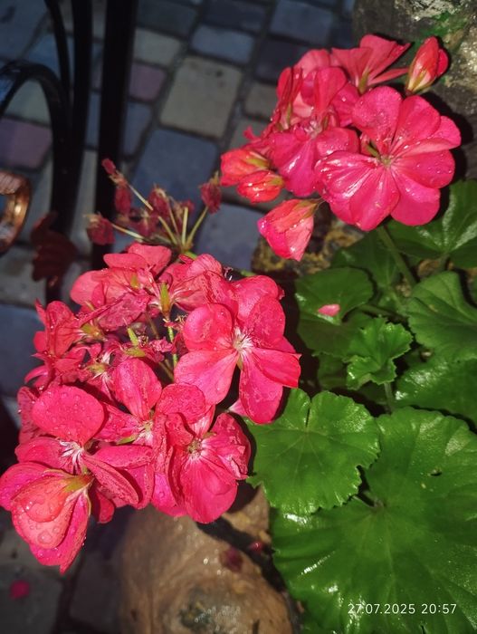 Черенки пеларгоній 12 кольорів