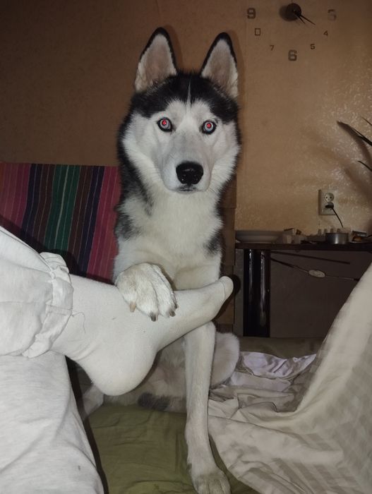 ВЯЗКА! Мальчик хаски