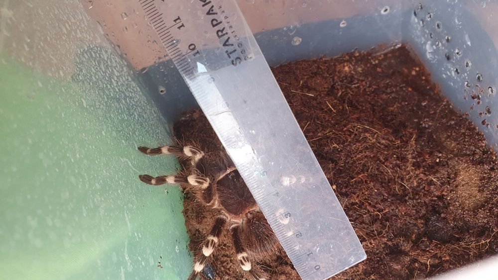 Acanthoscurria geniculata Samica ptaszkik białokolanowy