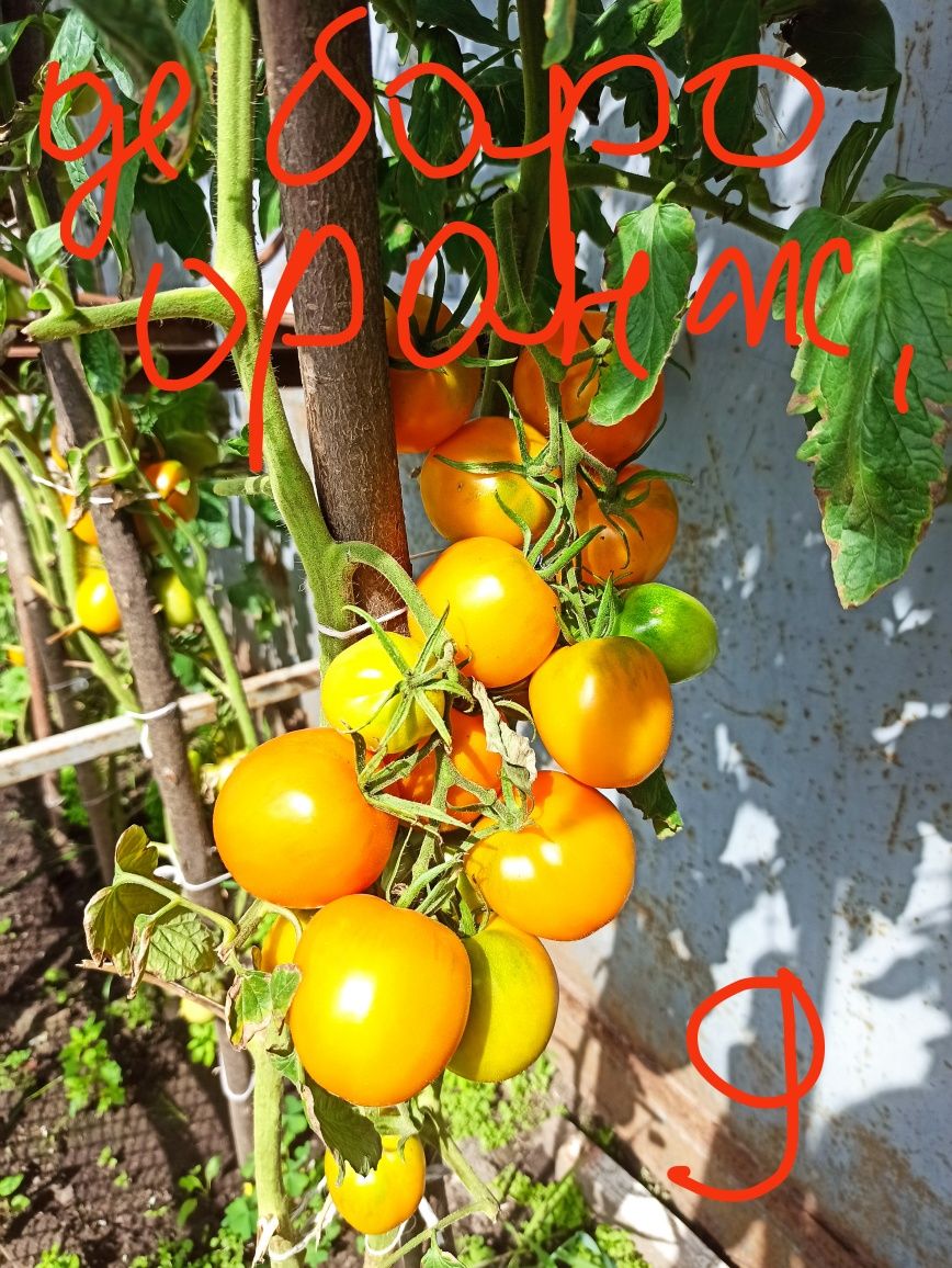 Насіння томатів домашнє розпродаж