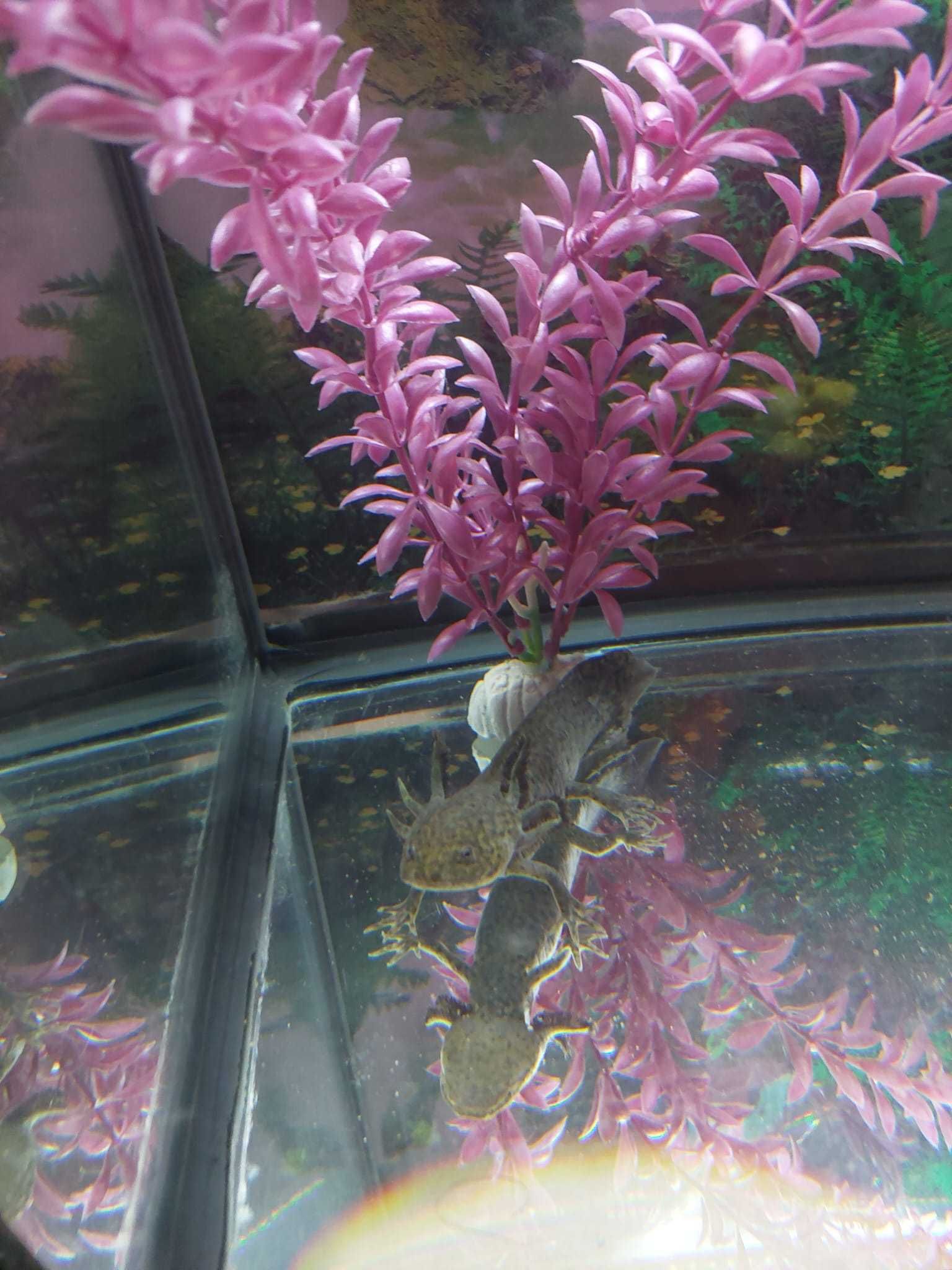 2 Axolote + aquário grande com tudo incluído.