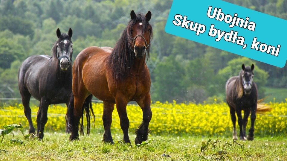 Skup koni bydła cieląt