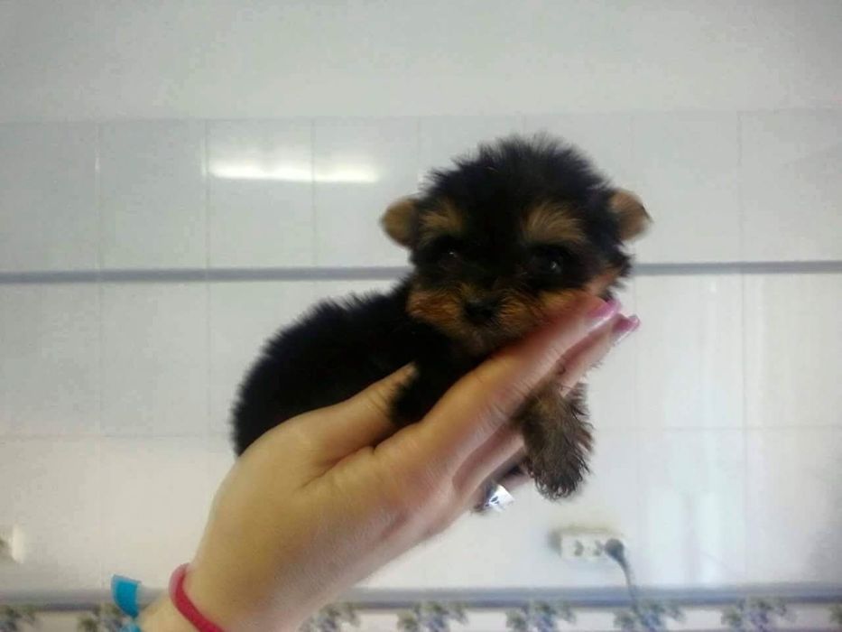 Yorkshire  terrier  preço  só  hoje