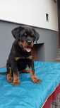 Rottweiler szczeniak / pies ZKwP/FCI
