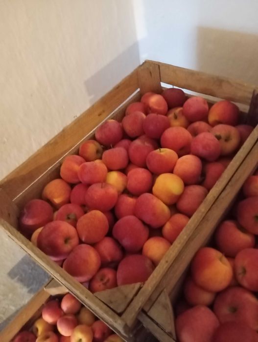 Jabłka jonagored florina golden