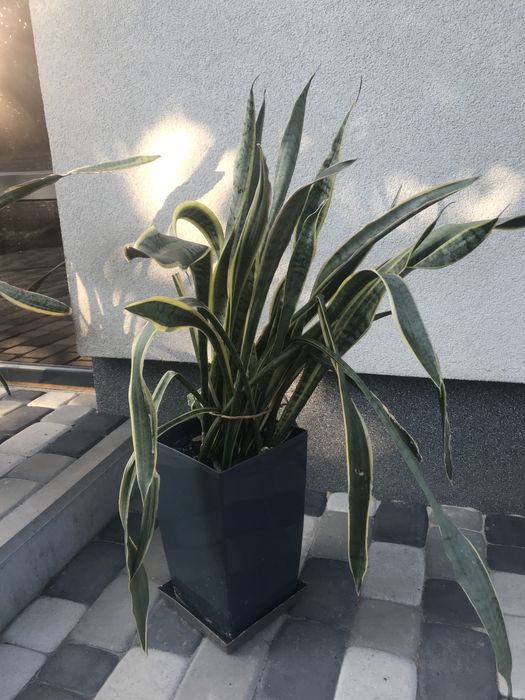 Сансевієрія (обмін)