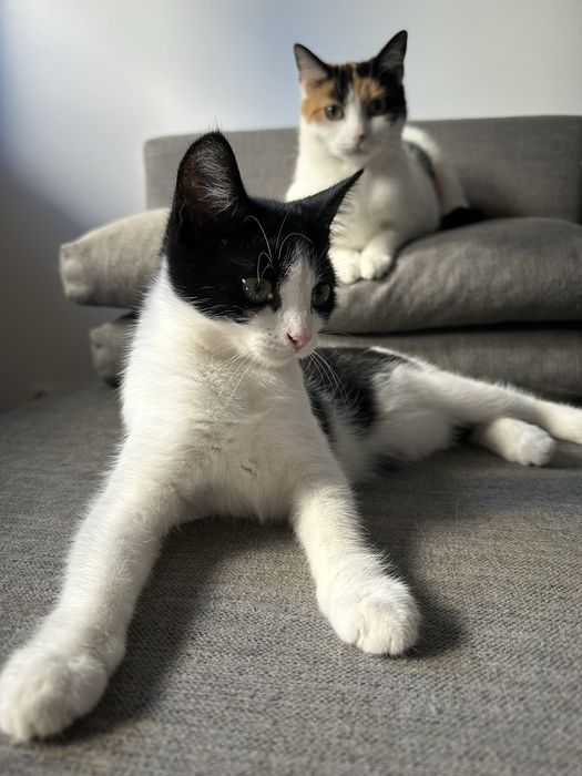 5 miesięczna kochana kotka Felicja szuka domu