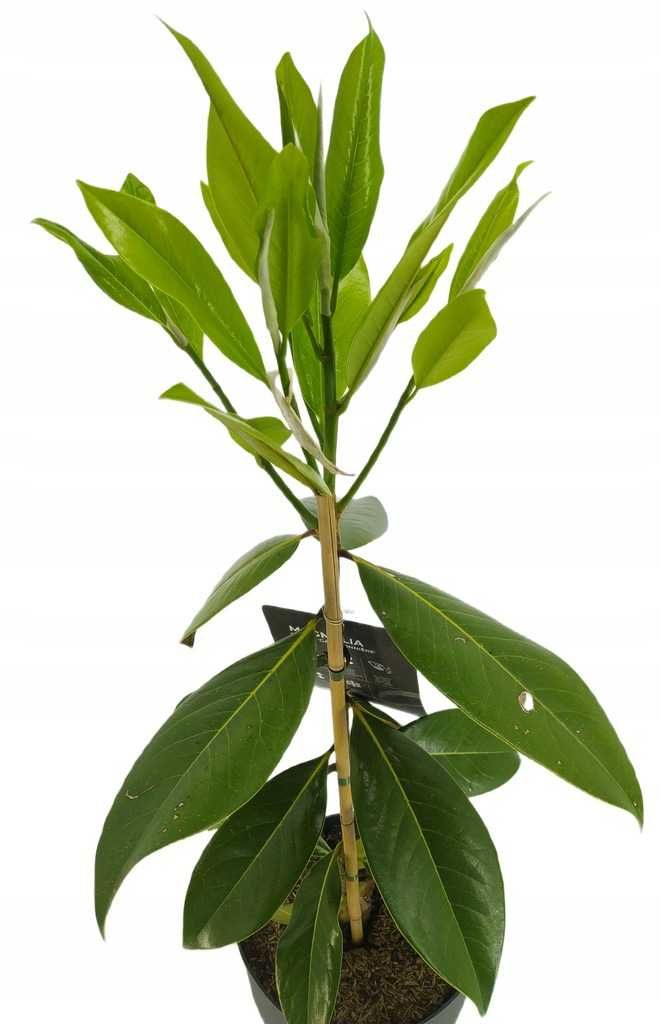 Magnolia wielkokwiatowa GALLISSONNEIERE 7,5L