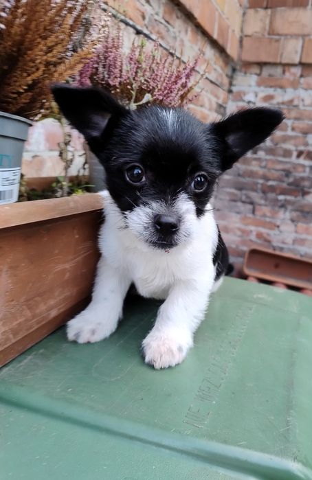 Szczeniaczki cudaczki.