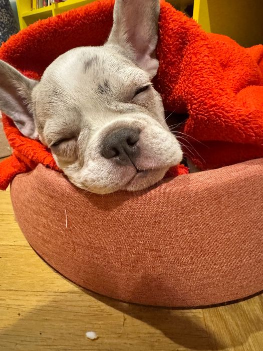 Buldog francuski szczeniak